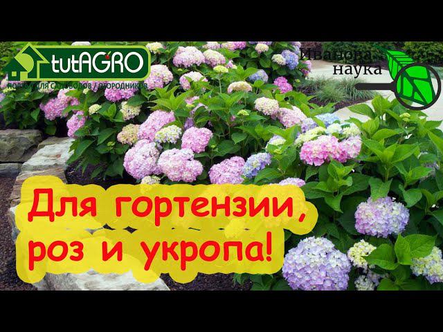СУПЕР УДОБРЕНИЕ ДЛЯ РОЗ, УКРОПА, ГОЛУБИКИ и ГОРТЕНЗИЙ. Особая подкормка для особенных растений.