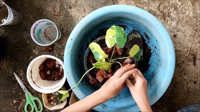 ขยายพันธุ์ เบอร์เบิ้ลมาร์คด่าง (Philodendron burle marx)ง่ายๆ มือใหม่ยังไงก็รอด смотреть онлайн