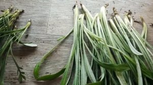 Гацания махровая вегетативная, черенкование.