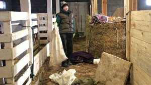 Лошади ОСВОБОДИЛИСЬ И РАЗНЕСЛИ ВЕСЬ сарай. УСТАНОВИЛИ УНИТАЗ В ДОМЕ. ЖИЗНЬ В ДЕРЕВНЕ. МОЛОДАЯ ФЕРМА