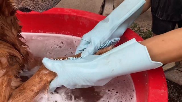 Disabled golden retriever with severe skin disease is taking a bath смотреть онлайн