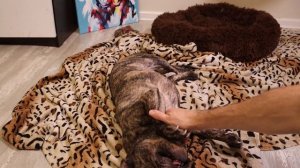 Как ВОСПИТЫВАТЬ французского бульдога