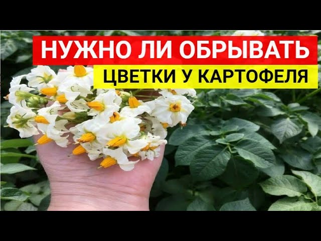 Как ухаживать за первоцветом. Уход за примулой после цветения. Примула как ухаживать в домашних условиях. Примула как часто поливать.