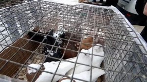 ЯРМАРКА ГОЛУБЕЙ г ТОПКИ апрель 2021г (часть1)