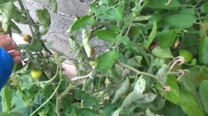 Подготовка червячника к зиме