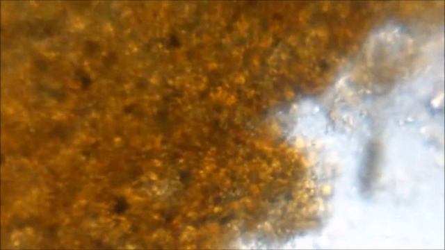 Myxomycete plasmodium under a foldcsope смотреть онлайн