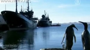 Охота на китов приостановлена благодаря активистам