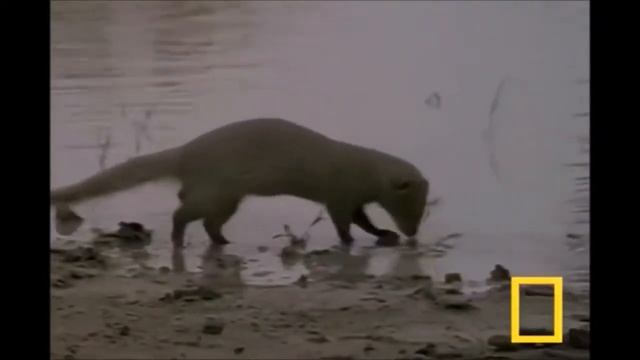 Black Mamba vs Mongoose vs King Cobra vs Komodo vs Phython смотреть онлайн