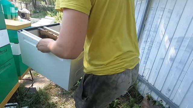 Как подсадить ценную матку с гарантией.100% прием