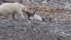 ИСЧЕЗАЮЩИЙ животные РОССИИ. ТИГР #интересные #факты #животные