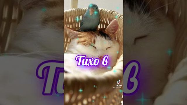 Доброй ночи!!! Милые Котики!!! Красивое Поздравление!!! смотреть онлайн