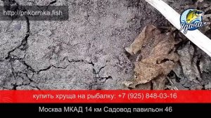 Купить личинку майского жука на рыбалку