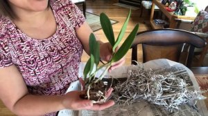 Unboxing of my Cattleya orchid