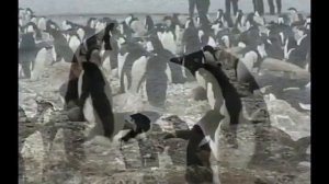 Антарктика. Из жизни пингвинов.