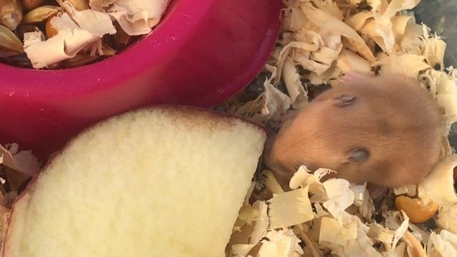 Малыши джунгарского хомяка начали выползать из гнезда смотреть онлайн