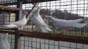 Широкохвостые бакинцы белые в Москве, Baku pigeons white in Moscow