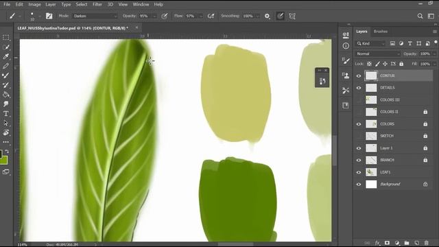 ?Salix alba (Willow) - Botanical illustration time-lapse in Photoshop смотреть онлайн