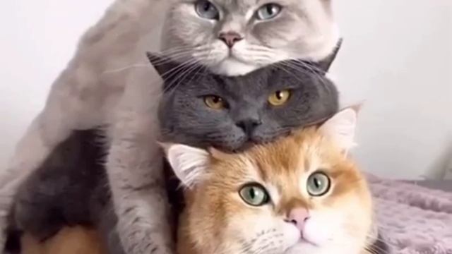 Женщины-кошки )