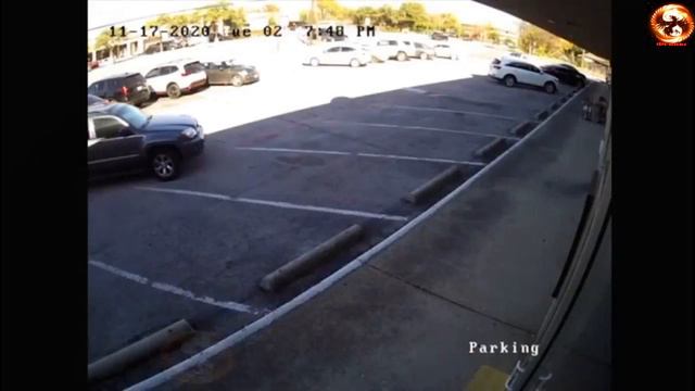 СМЕШНОЕ ВИДЕО С ДОМАШНИМИ ЖИВОТНЫМИ/Я РЖАЛ ПОЛЧАСА  ПРИКОЛЫ С КОТАМИ И ДРУГИМИ ЖИВОТНЫМИ СМЕШНЫми
