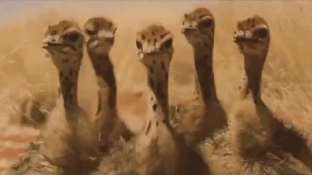 МУЗЫКА ОБЛАДАЕТ ОСОБЫМИ ВИБРАЦИЯМИ, КОТОРЫЕ БЛАГОТВОРНО ВЛИЯЮТ НА ОРГАНИЗМ И ПСИХИЧЕСКОЕ СОСТОЯНИЕ. смотреть онлайн