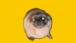 Мопс танцует под "гонщик нелегальный" 😂