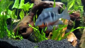 Аквариум 400л, спустя 2 месяца