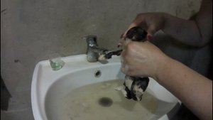 Котенка поедают блохи.Fleas eat kitty.Мгновенное избавление от блох.Instant flea disposal