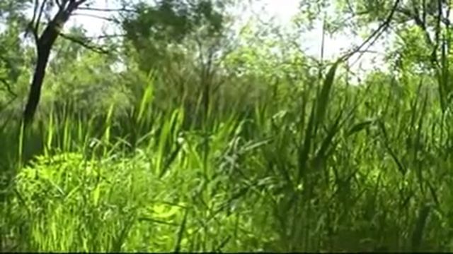 Серебряный бор 2 смотреть онлайн