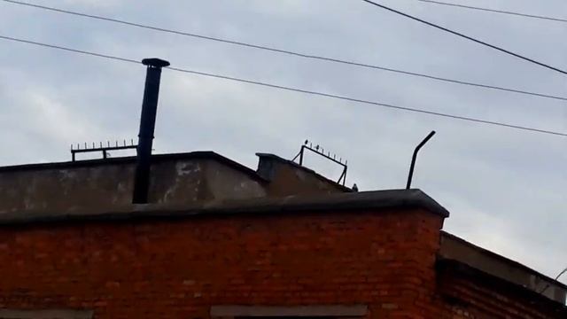 Ворона говорит Аллах, это чудо смотреть онлайн