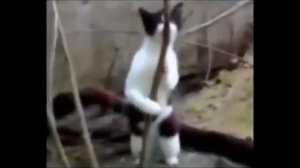 Приколы с котами - лапы