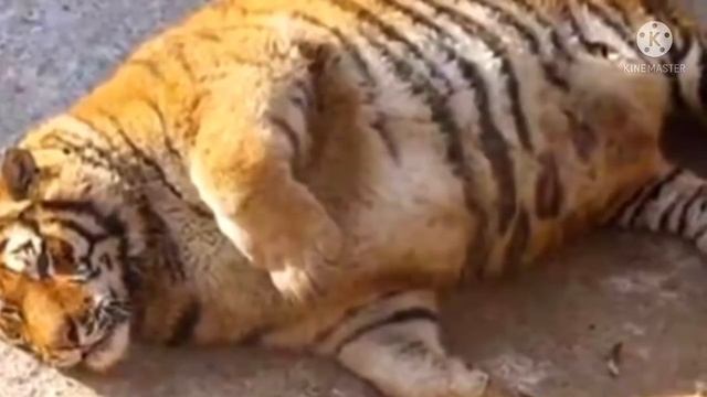 Тигрица не могла разродиться, но то что сделал этот ветеринар не передать словами смотреть онлайн