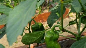 РЕЦЕПТ Аджики из Бархатцев! Ездила в Заброшку)