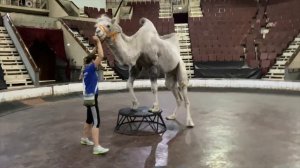 Обезьяна Боня с грязным носом но крепкими зубами | Дан Запашный и верблюды | Петиция дрессировщико