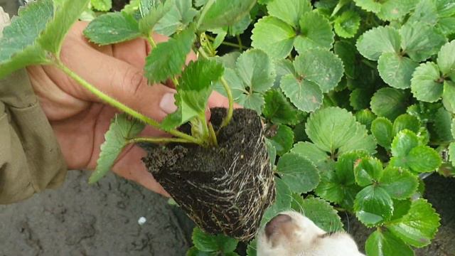 Кассетная рассада со скидкой 50% смотреть онлайн