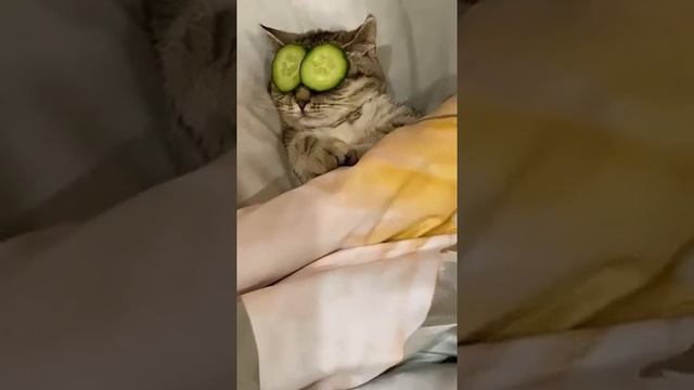 Смешные котики 😹🤗 5 минут мега ржаки Лучшие приколы 2021 №1 смотреть онлайн