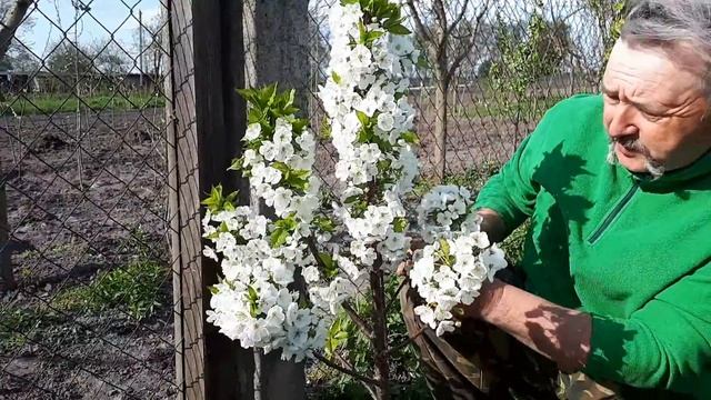 Гибриды вишни и черешни - дюки, их опыление смотреть онлайн