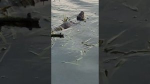 удачная охота и обед выдры на городском озере