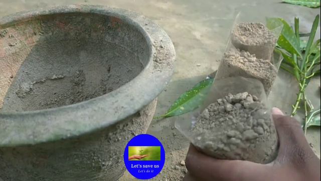 How to grow croton plant || How to grow crotons from stem cuttings || patabahar ||Let's save us. смотреть онлайн