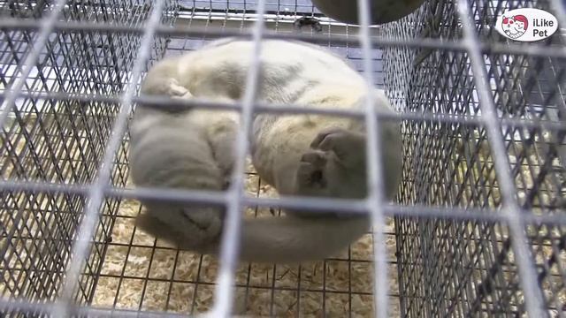 НОРКА Агропромышленная выставка Золотая осень 2016 iLikePet смотреть онлайн