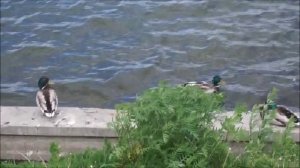 Песня одинокого селезня....mp4