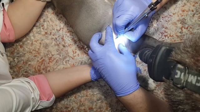 Клеймение щенков Амстаффа