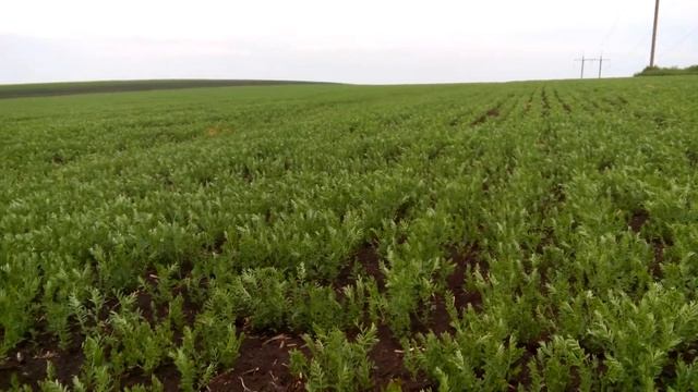 чечевица 15.05.19 смотреть онлайн