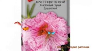 Портулак крупноцветковый Счастливый случай.Двуцветный ? обзор: как сажать, семена портулака