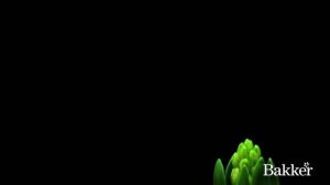 Timelapse - Hyacinth Mixed