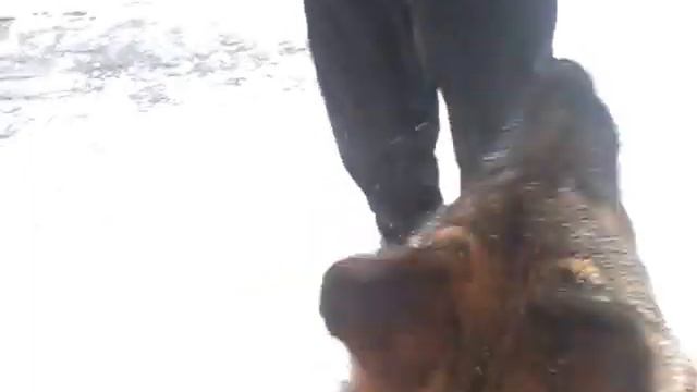 Немецкая овчарка играется смотреть онлайн