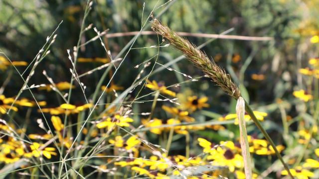 Мои первые фотографии/Осень смотреть онлайн