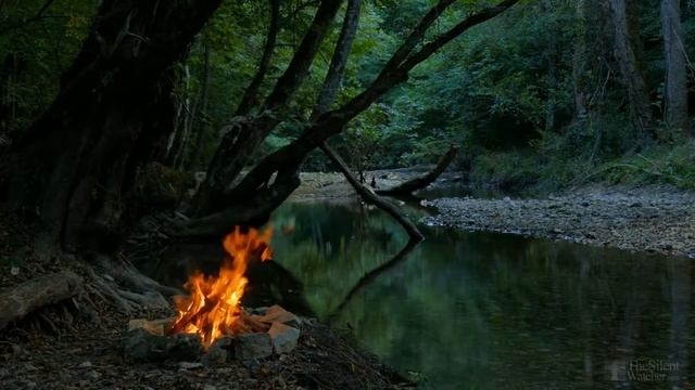 Почему у алоэ сохнут кончики листьев? смотреть онлайн