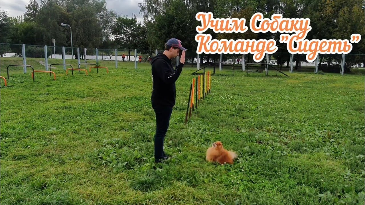 Как приучить собаку к команде «Сидеть» смотреть онлайн