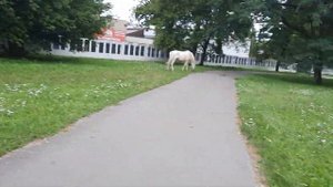 🐎Осёл и лошади пасутся и ждут вкусняшку🐎