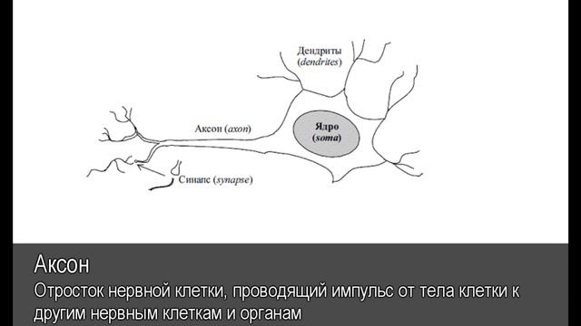 Аксон. Толковый Видеословарь русского языка смотреть онлайн